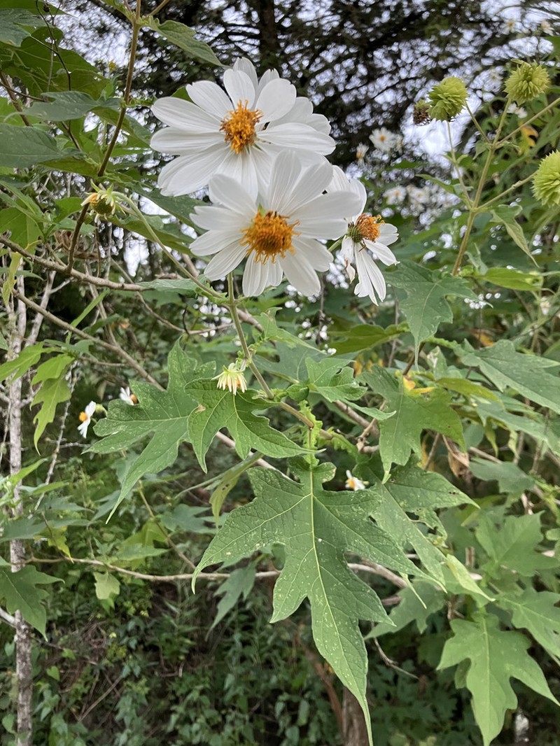 Montanoa grandiflora photo 2