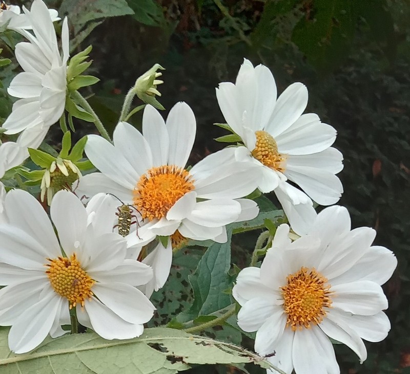 Montanoa grandiflora photo 3