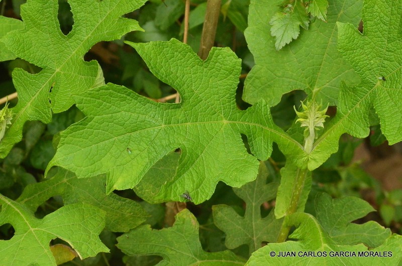 Montanoa grandiflora photo 4