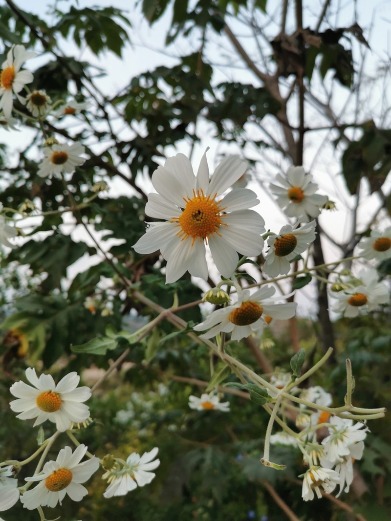Montanoa grandiflora photo 6
