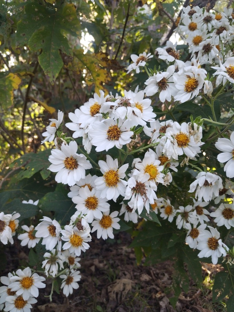 Montanoa grandiflora photo 7