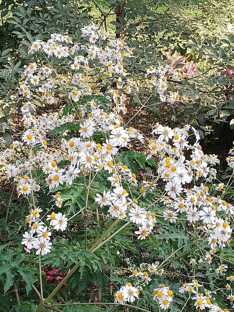 Montanoa grandiflora photo 8