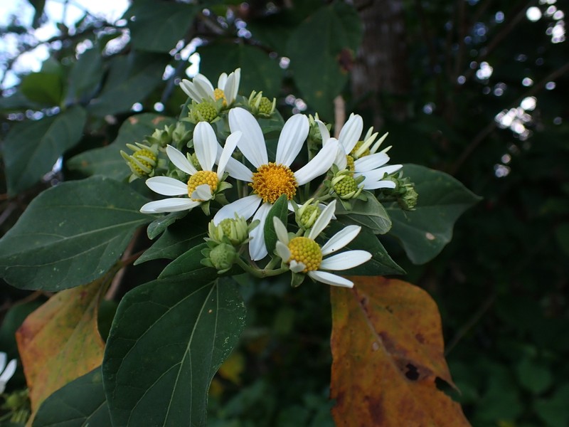 Montanoa guatemalensis photo 5