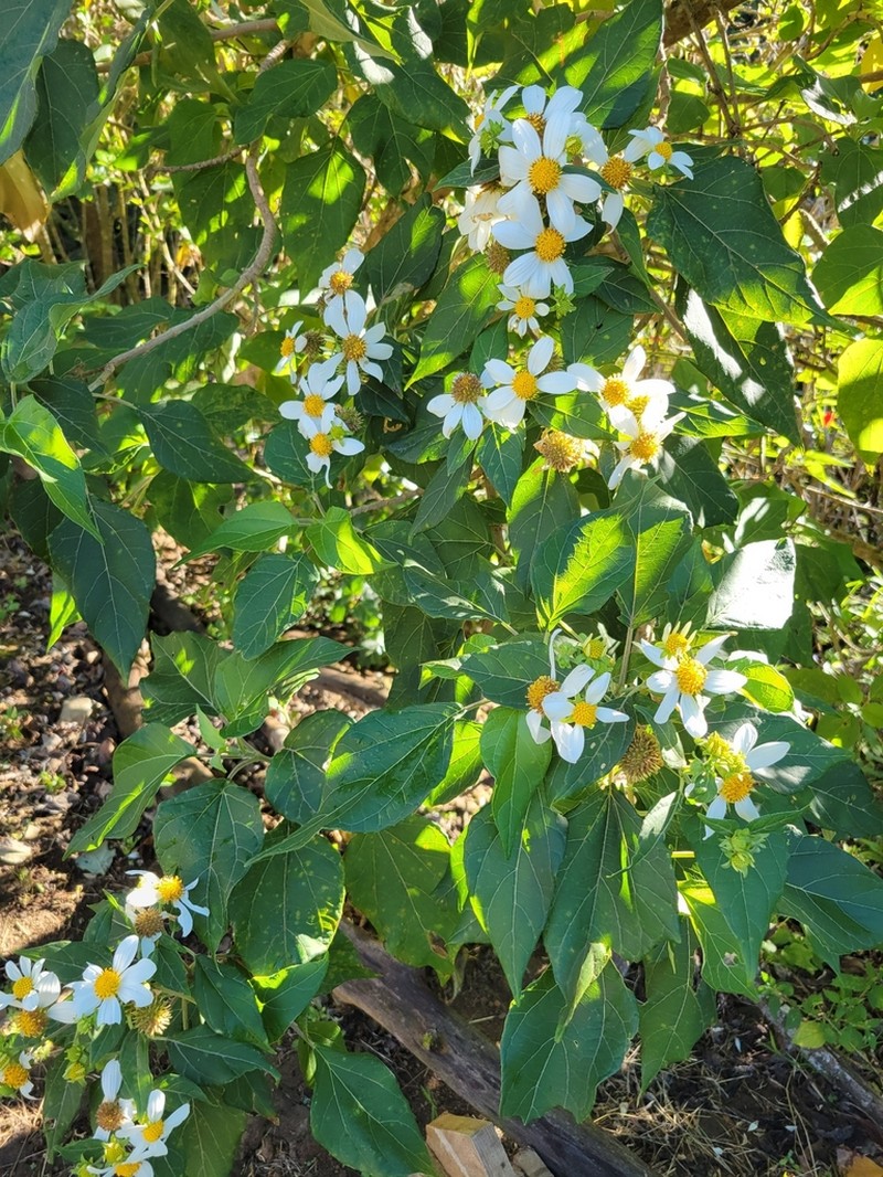 Montanoa guatemalensis photo 6