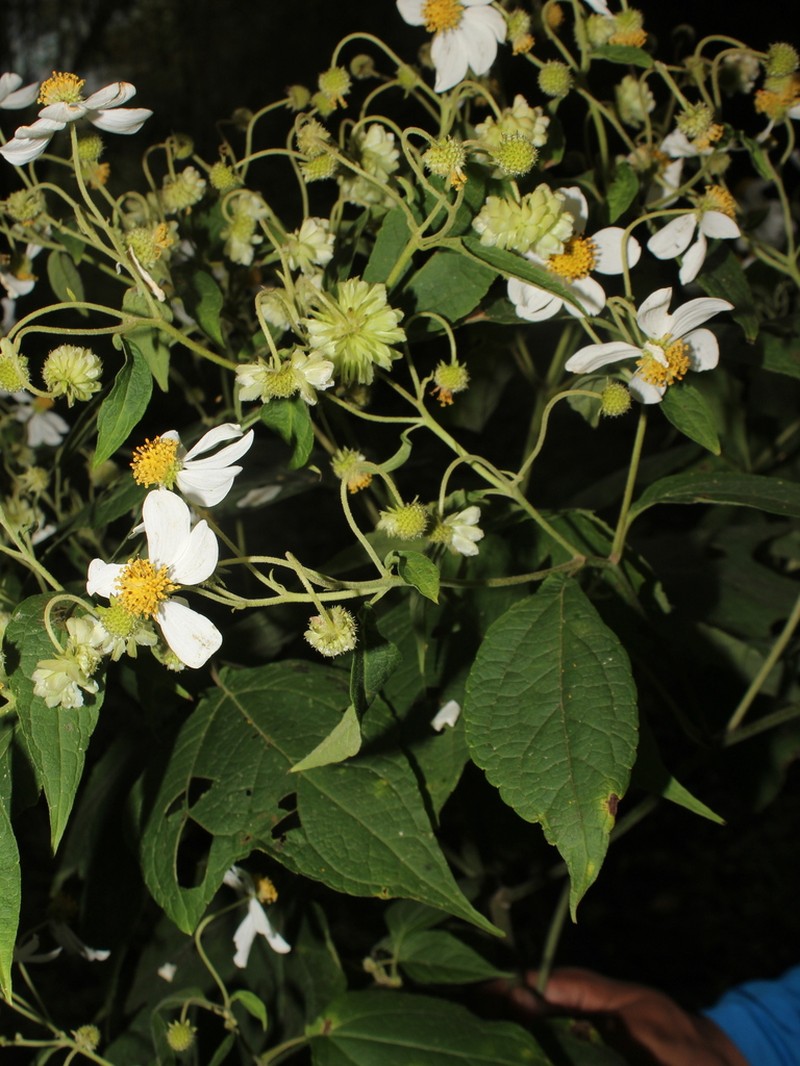 Montanoa guatemalensis photo 8