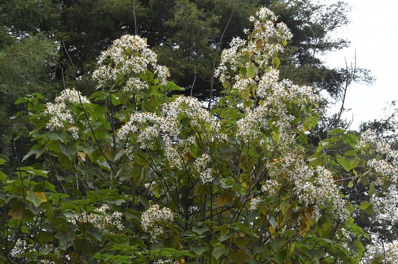 Montanoa hexagona photo 2