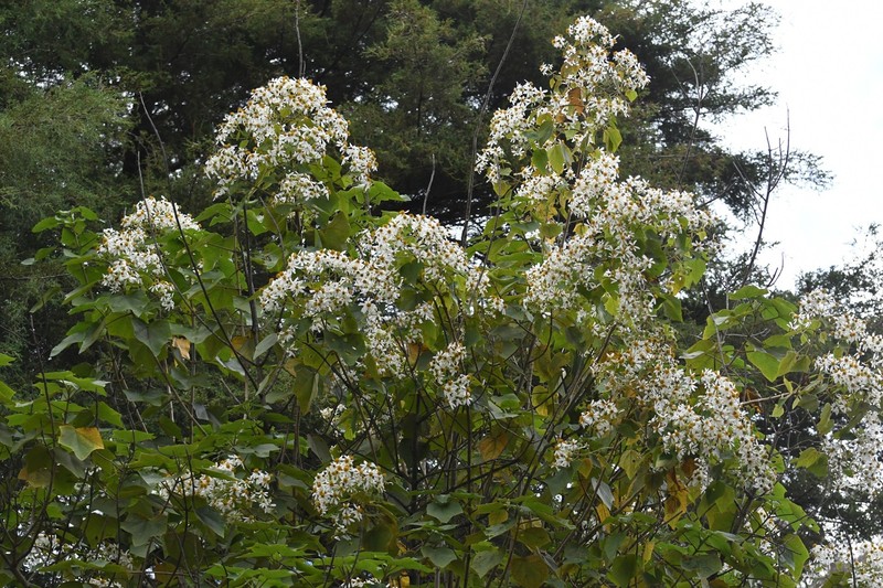 Montanoa hexagona photo 4