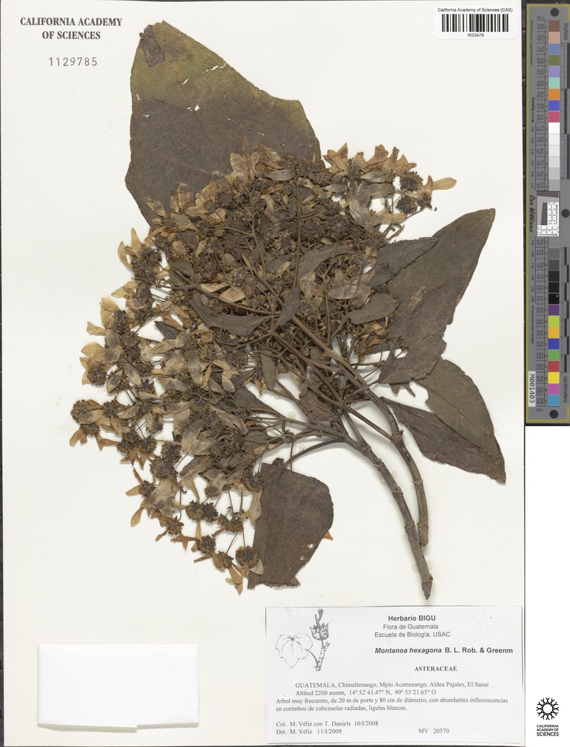 Montanoa hexagona photo 7