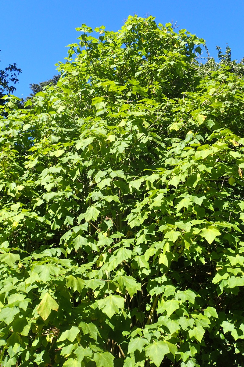 Montanoa hexagona