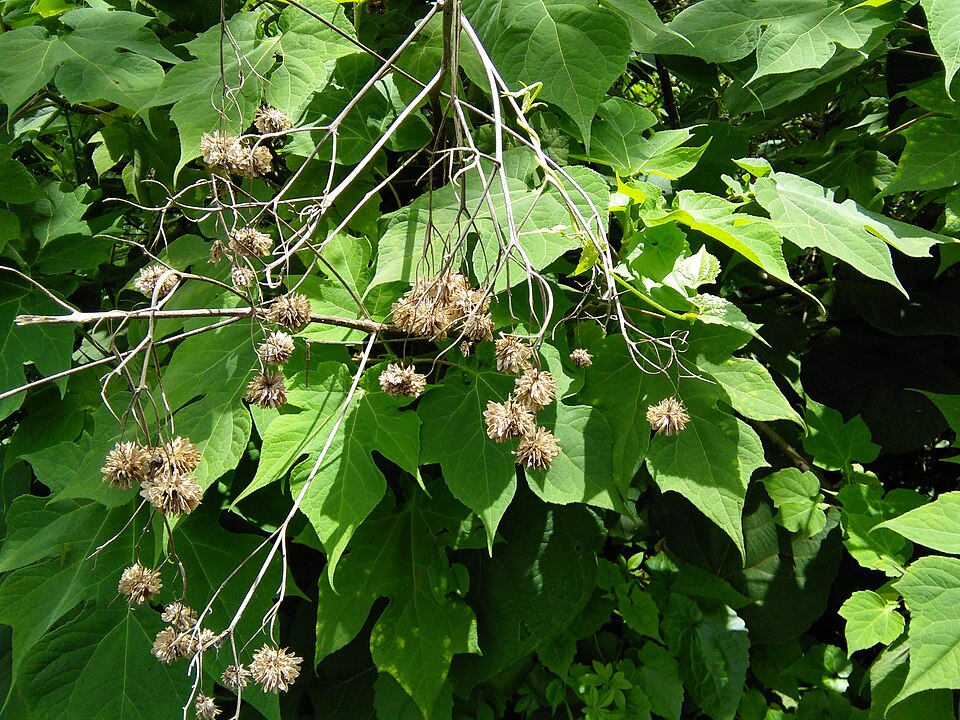Treedaisy photo 4