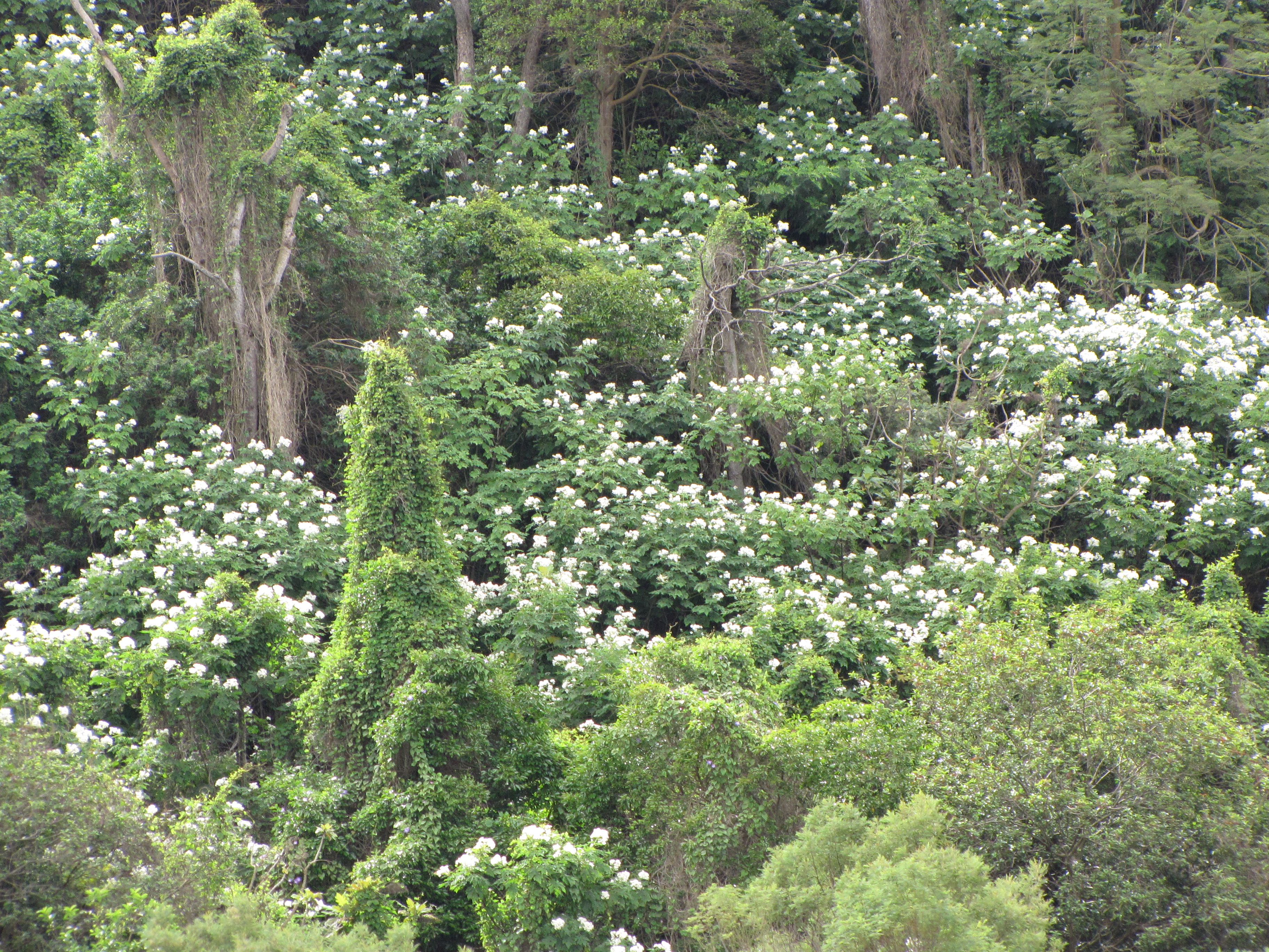 Treedaisy photo 5