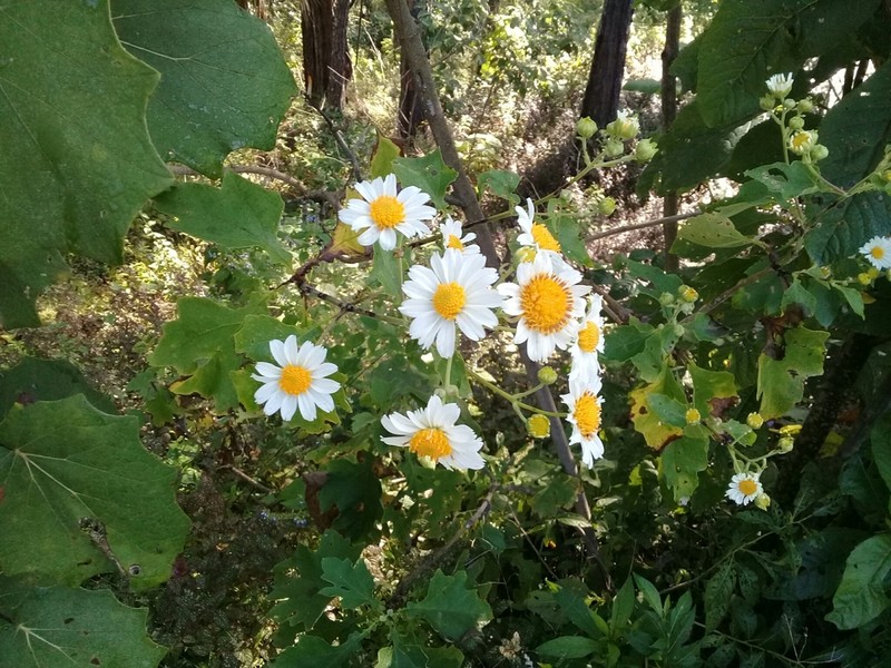 Montanoa imbricata