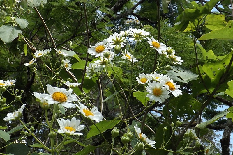Montanoa imbricata photo 2