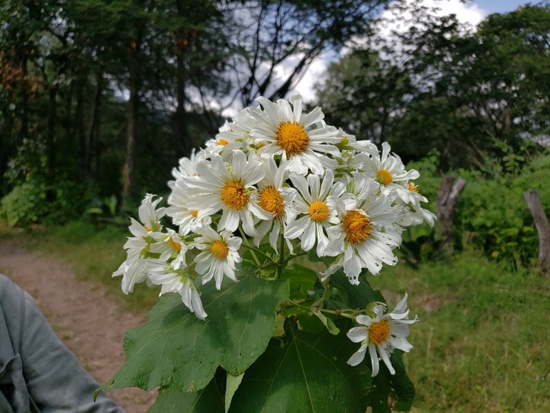 Montanoa imbricata photo 3