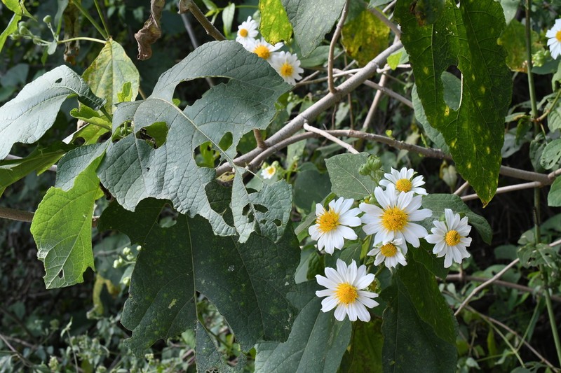 Montanoa imbricata photo 6