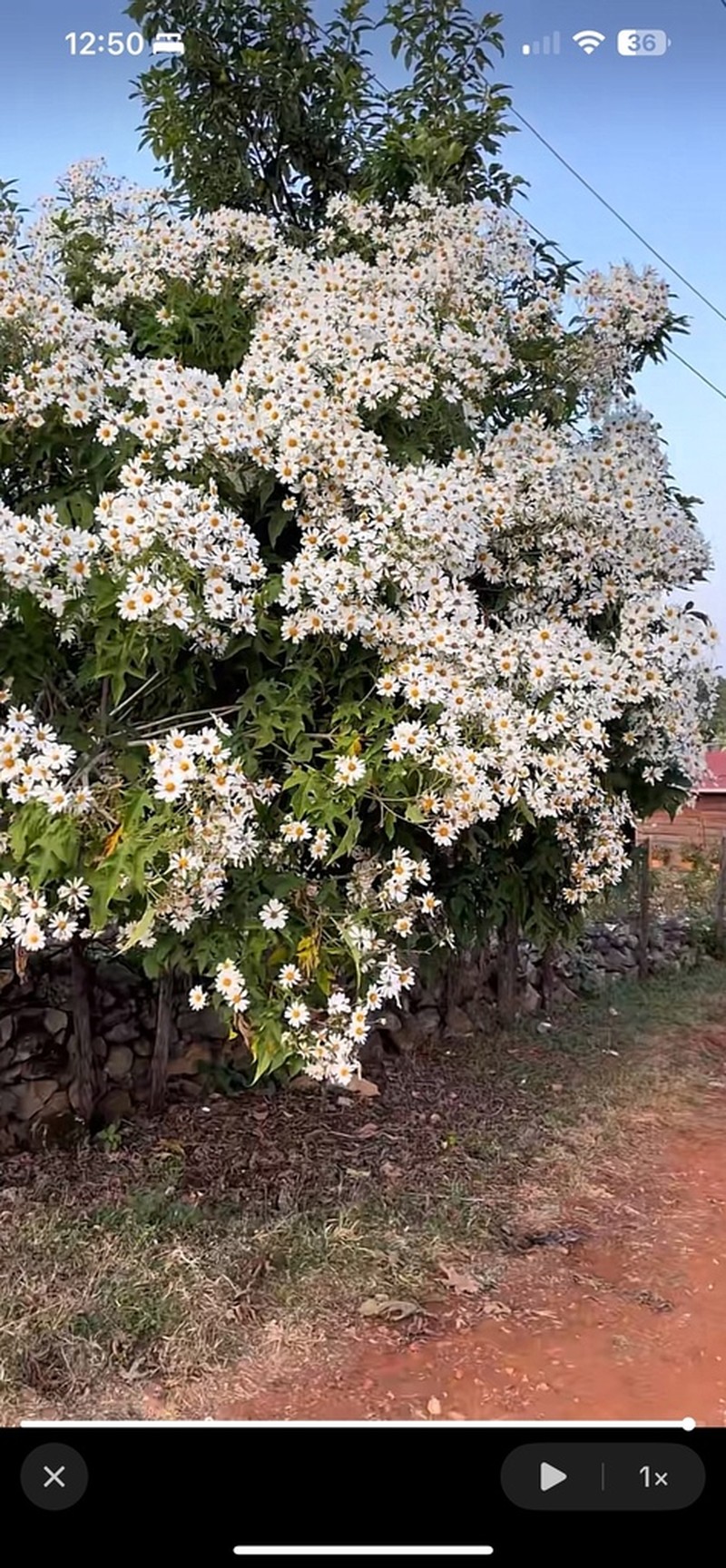 Montanoa leucantha