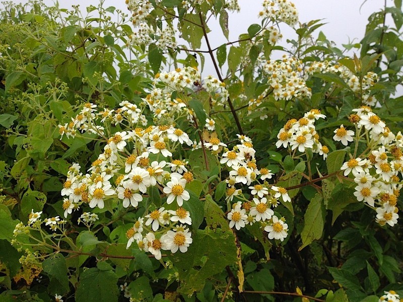 Montanoa leucantha photo 2
