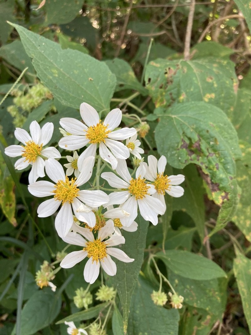 Montanoa leucantha photo 3