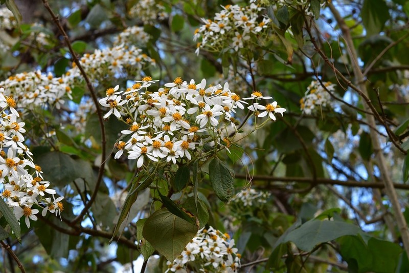 Montanoa leucantha photo 4