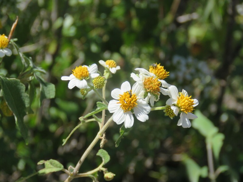 Montanoa leucantha photo 5