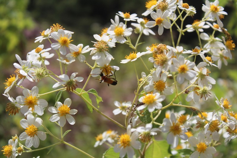 Montanoa leucantha photo 6