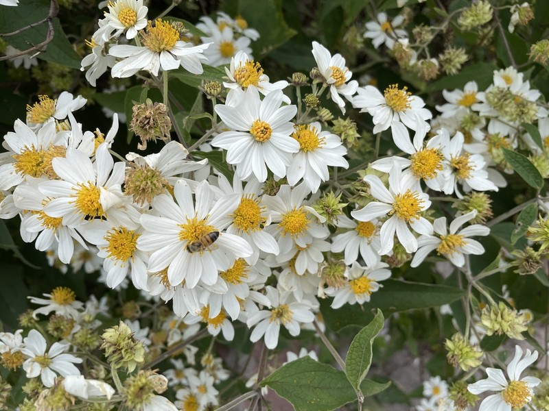 Montanoa leucantha photo 7