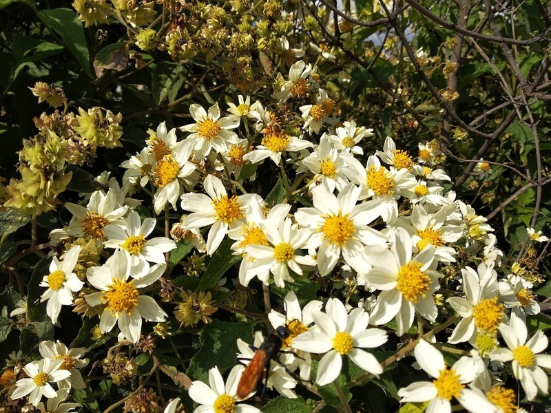 Montanoa leucantha photo 8