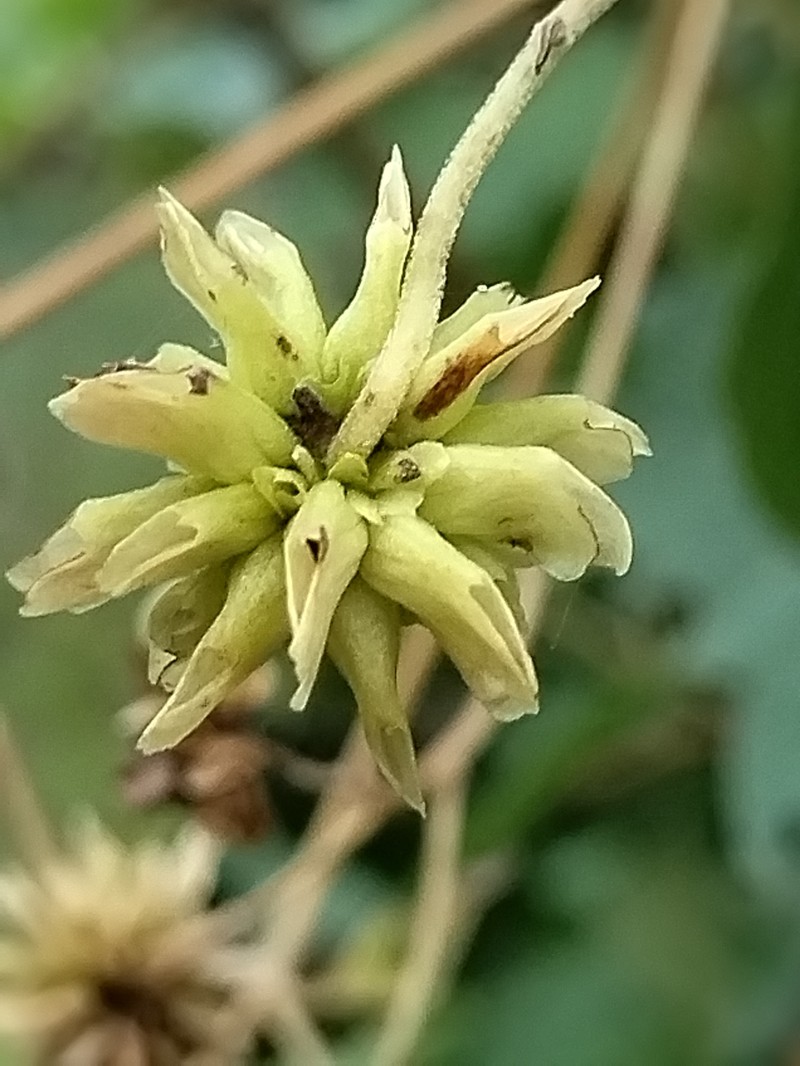 Montanoa leucantha subsp. arborescens photo 2