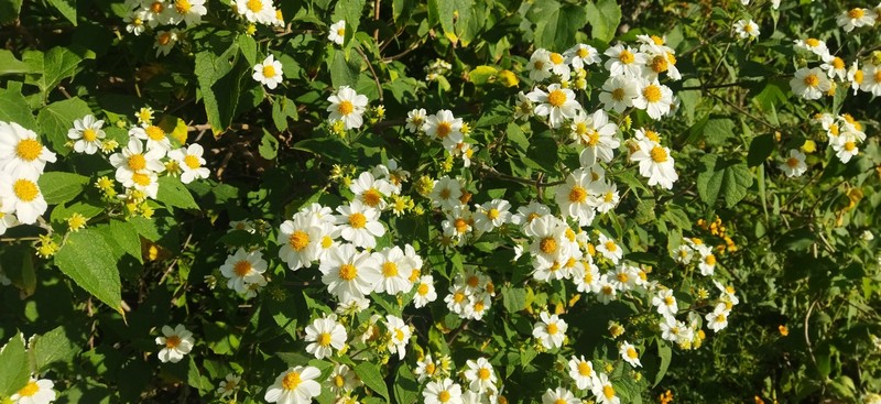 Montanoa leucantha subsp. arborescens photo 3