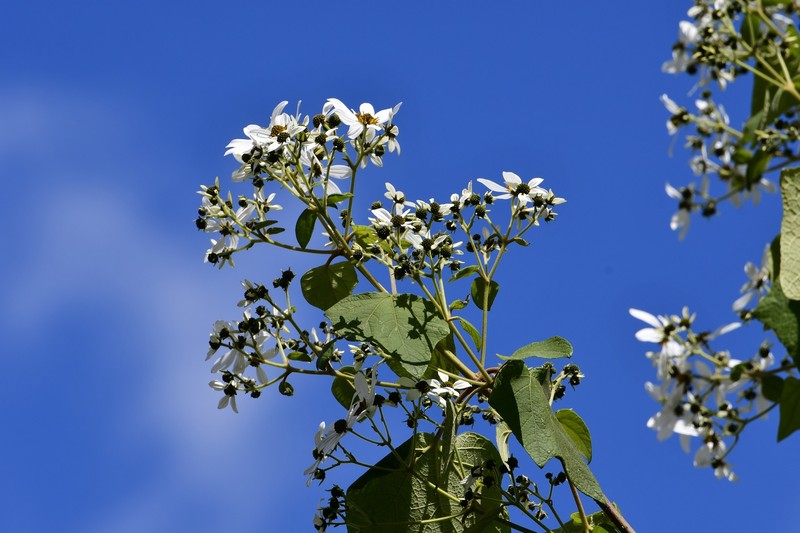 Montanoa leucantha subsp. arborescens photo 4