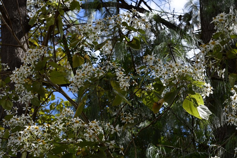 Montanoa leucantha subsp. arborescens photo 5