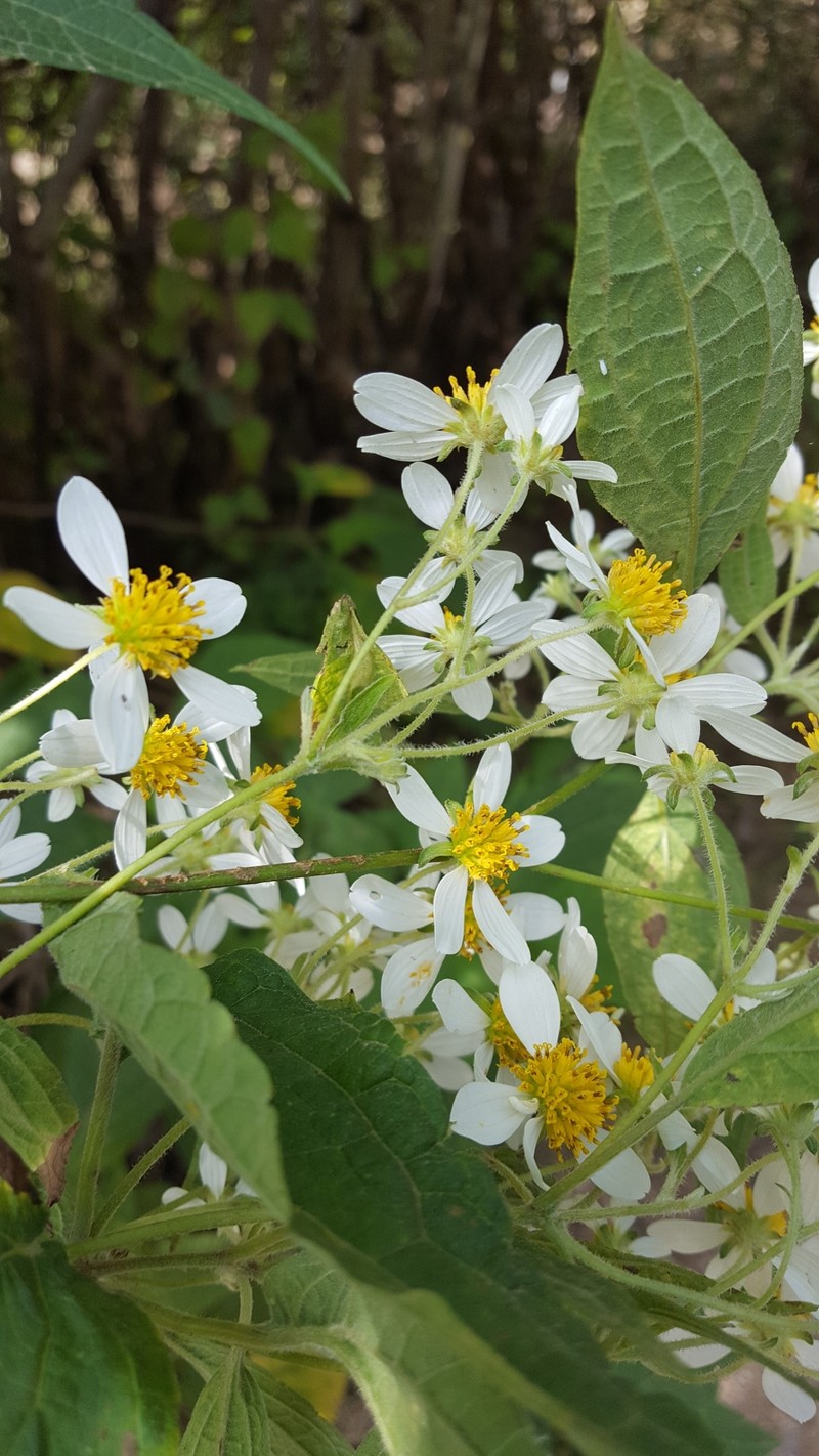 Montanoa leucantha subsp. arborescens