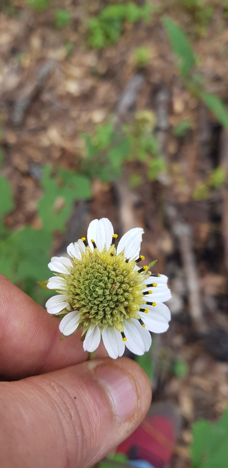 Montanoa liebmannii