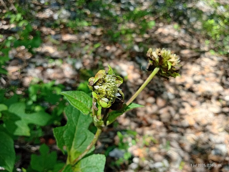 Montanoa liebmannii photo 2