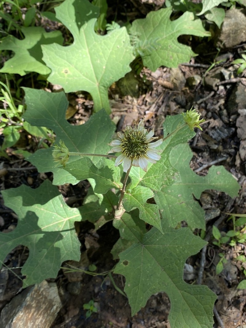 Montanoa liebmannii photo 5