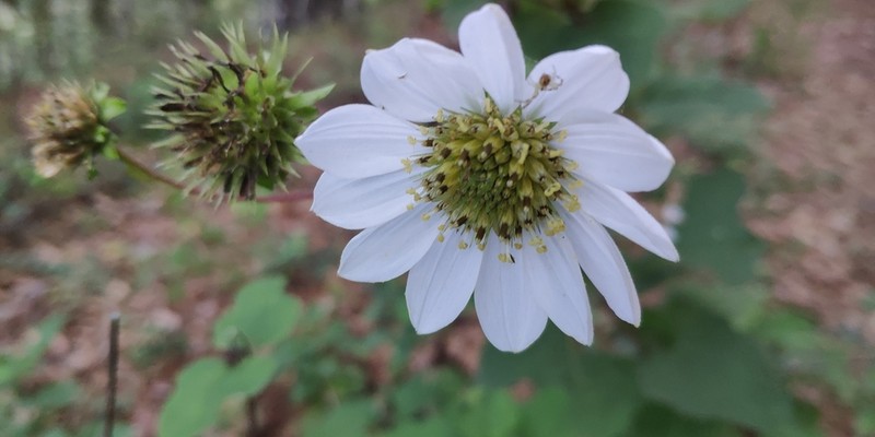 Montanoa liebmannii photo 6