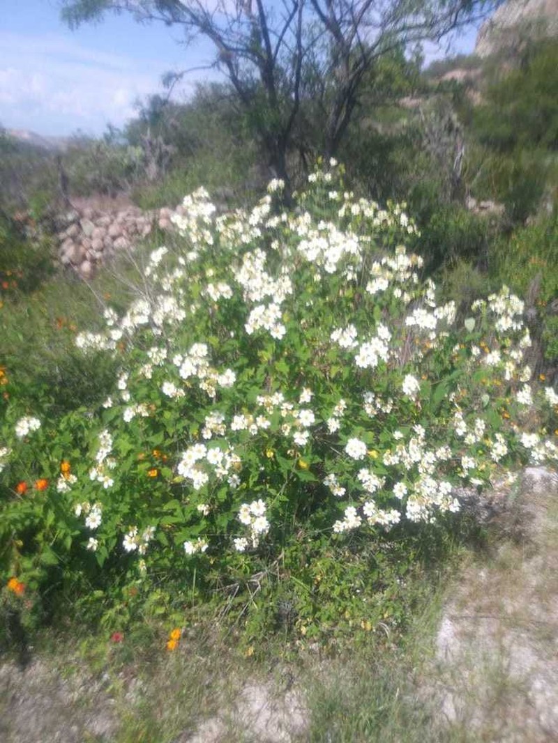 Montanoa mollissima