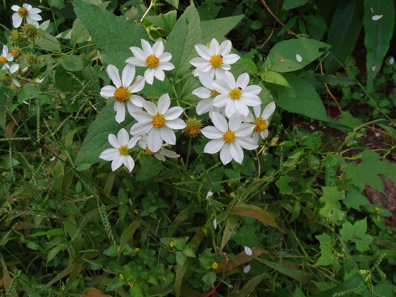 Montanoa mollissima photo 3
