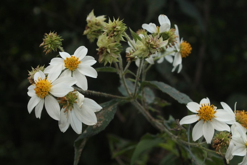 Montanoa mollissima photo 4