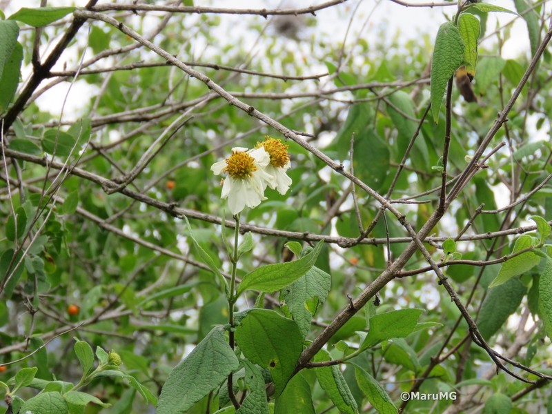 Montanoa mollissima photo 5