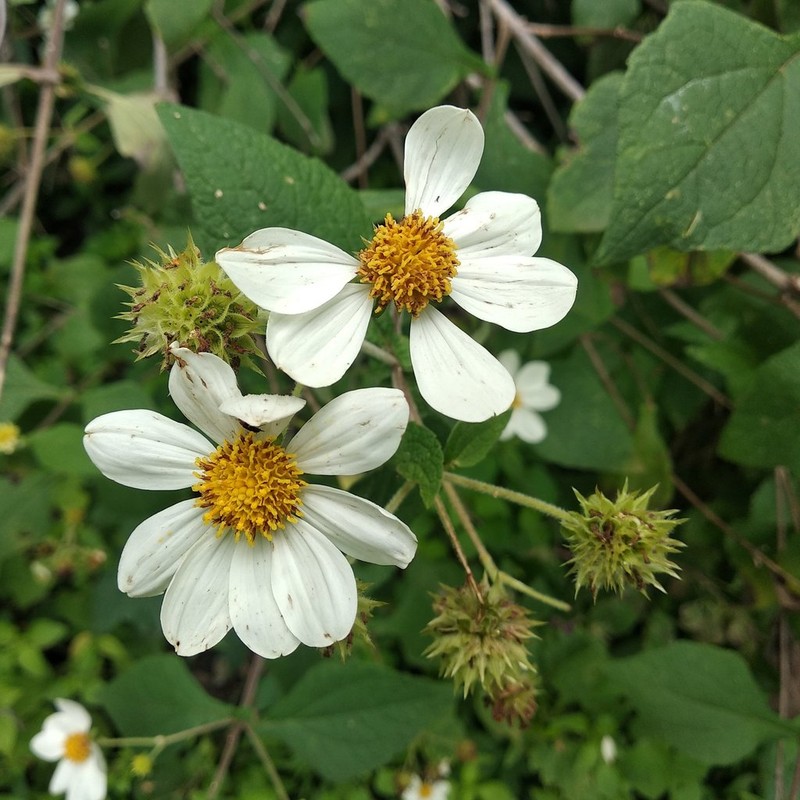 Montanoa mollissima photo 6