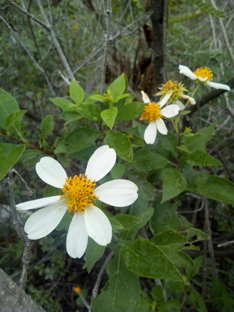 Montanoa mollissima photo 7