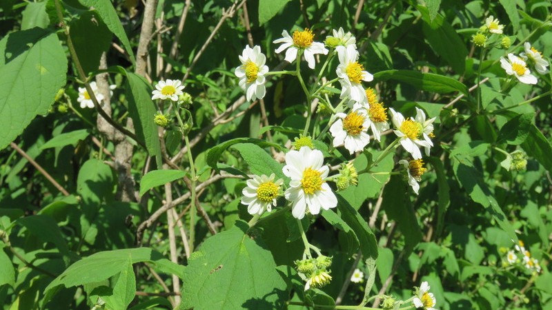 Montanoa mollissima photo 8