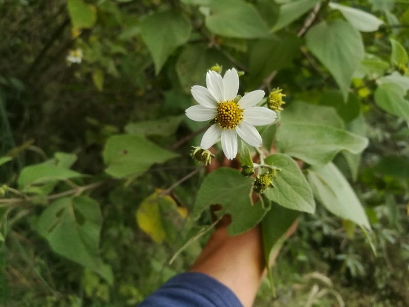Montanoa ovalifolia