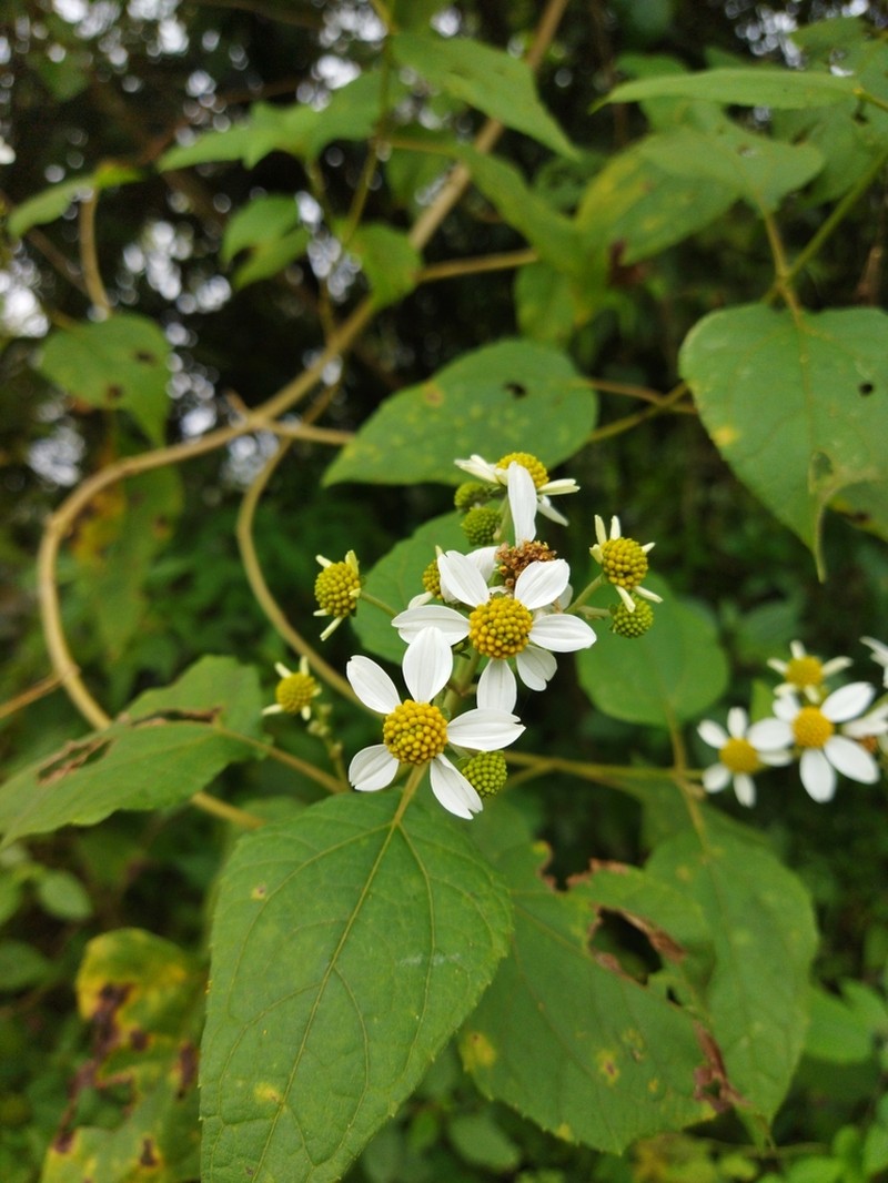 Montanoa ovalifolia photo 3