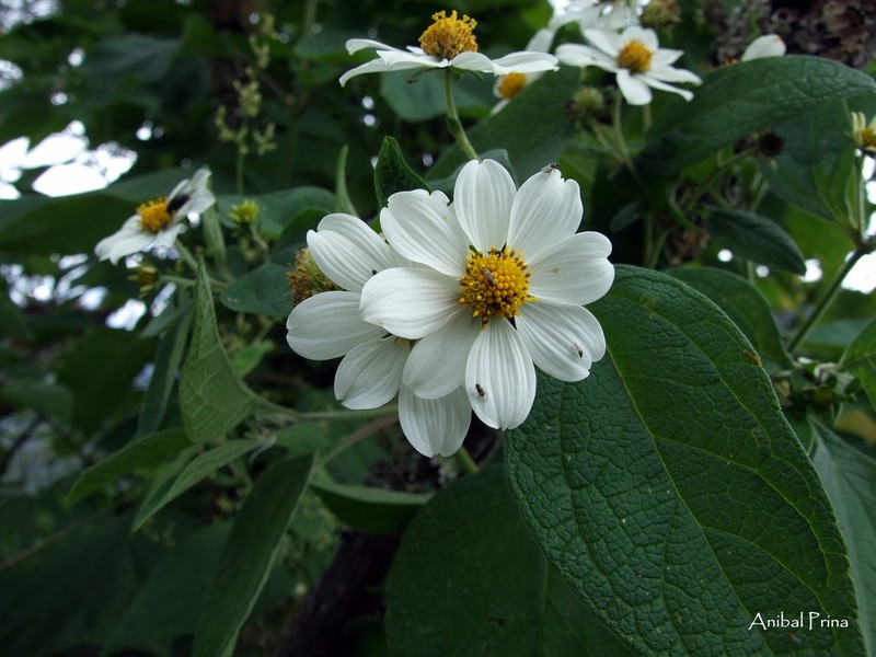 Montanoa ovalifolia photo 4