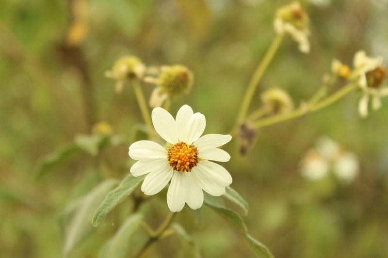 Montanoa ovalifolia photo 5