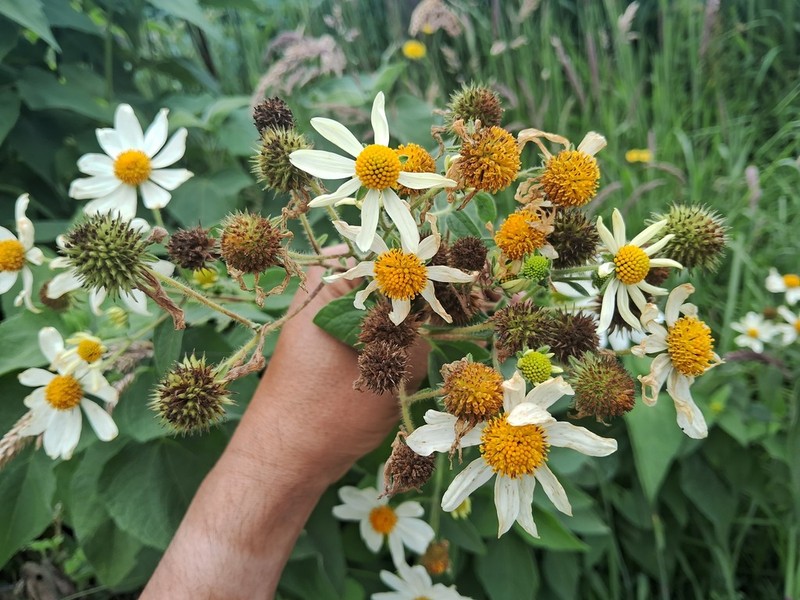 Montanoa ovalifolia photo 6