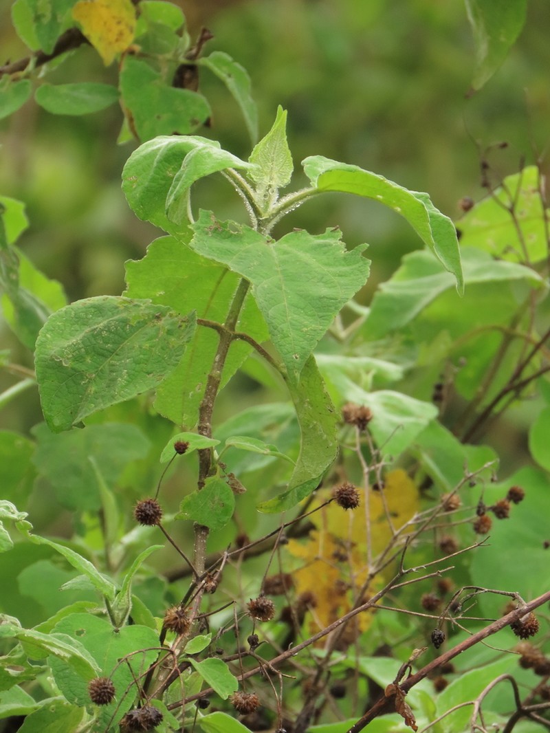 Montanoa ovalifolia photo 7