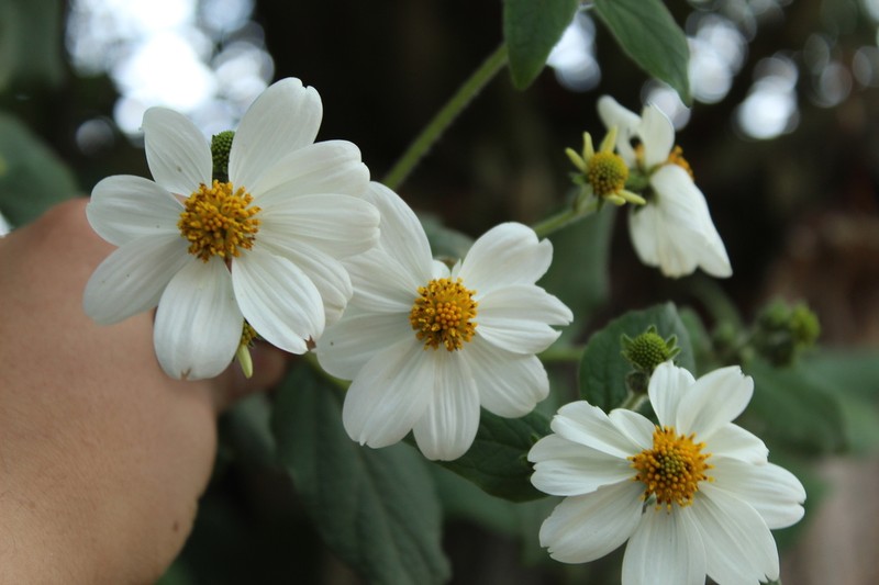 Montanoa ovalifolia photo 8